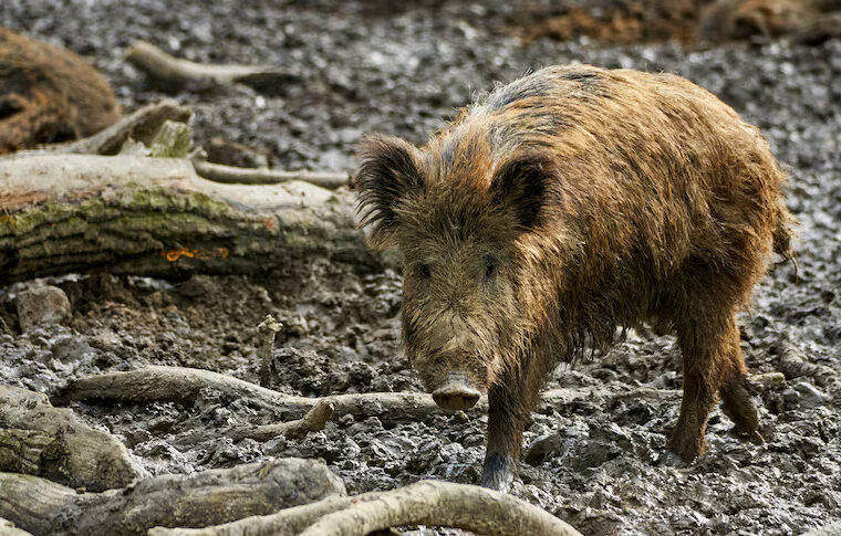Feral Pig Hunter Region
