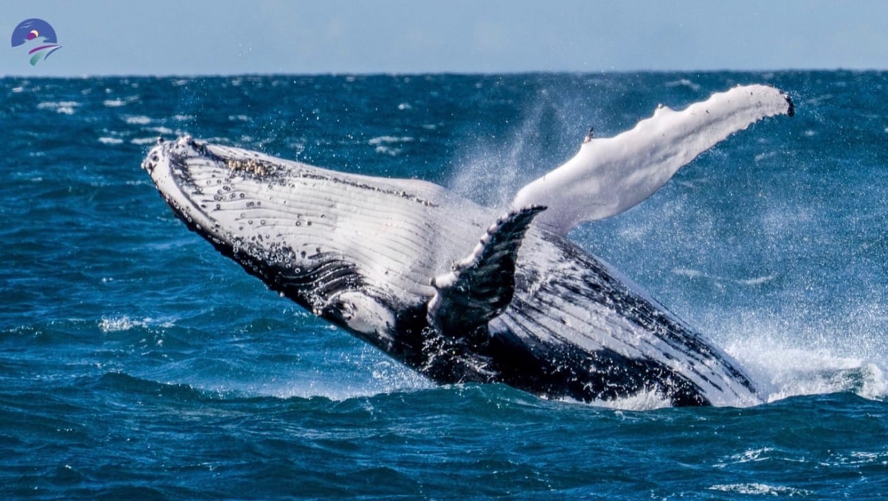 1-courtesy-of-moonshadow-tqc-cruises-in-port-stephens