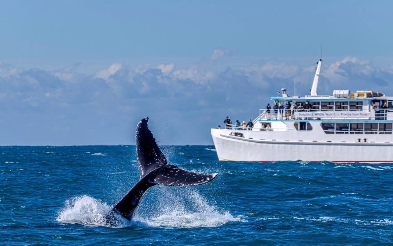 2-courtesy-of-moonshadow-tqc-cruises-in-port-stephens