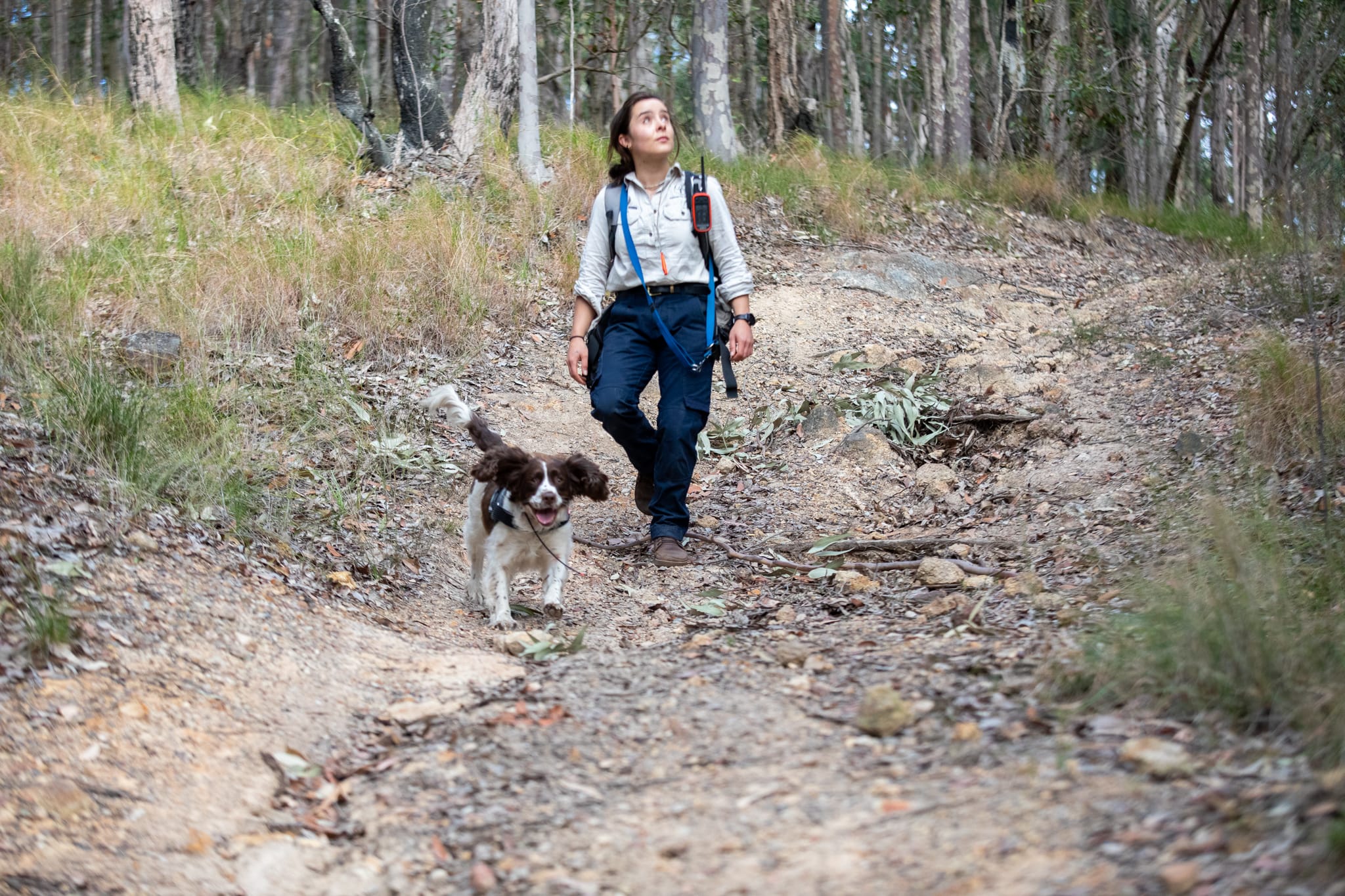 27062_Canines For Wildlife handler and ecologist Lily Alvarez works with Poa detecting koalas near Teralba