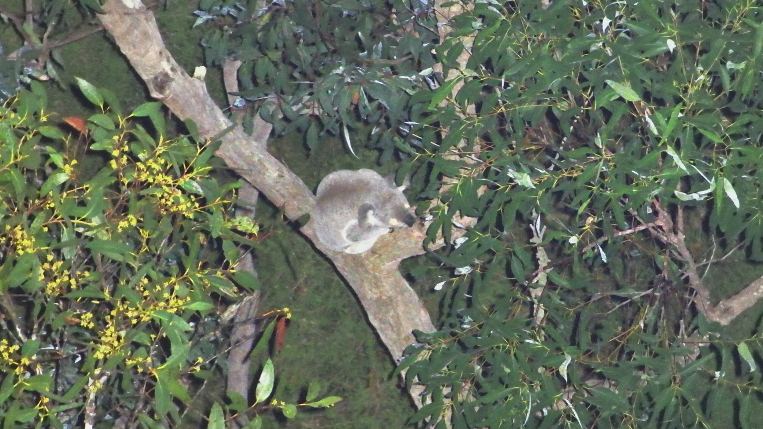 28998_The drone's zoom camera confirms a koala's presence once its heat signature is detected