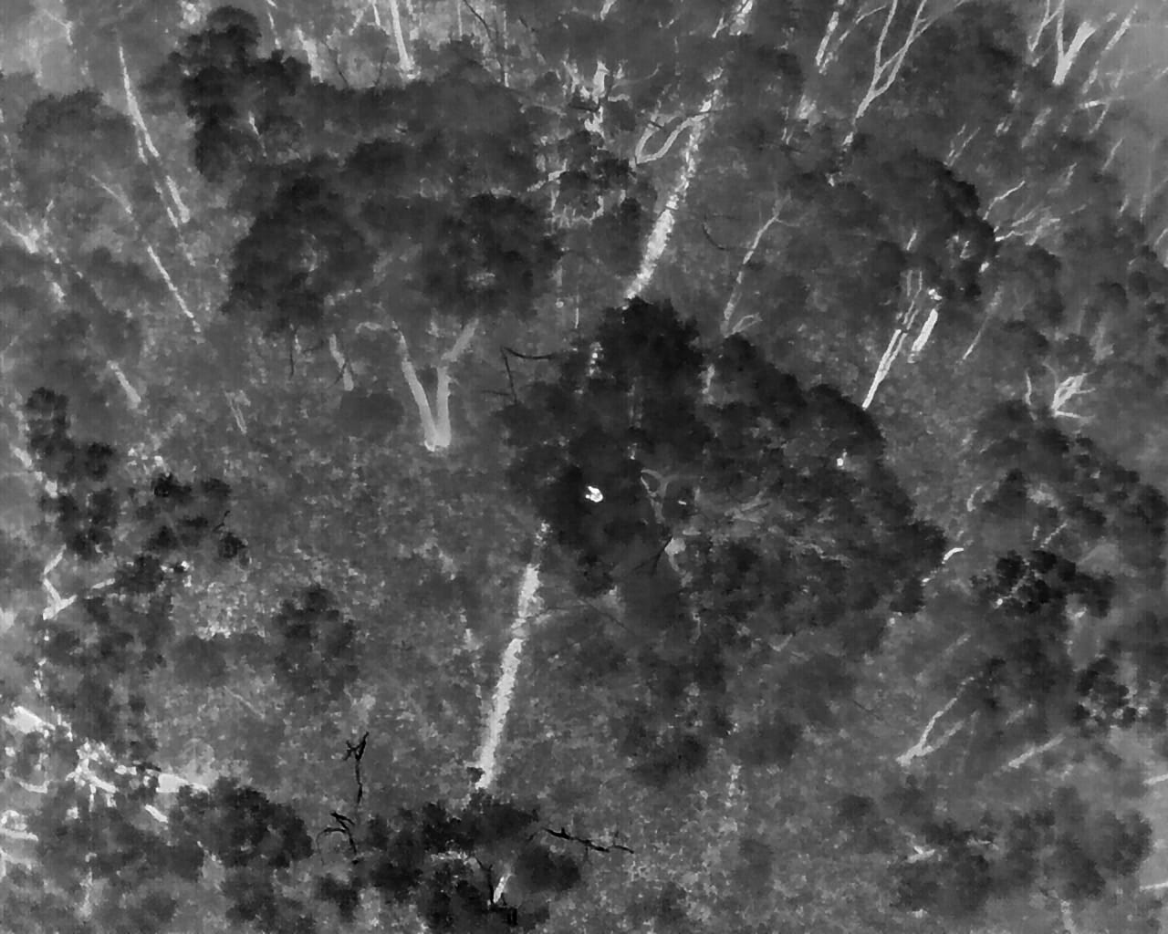 28998_Thermal imaging captures a koala's heat signature near Awaba
