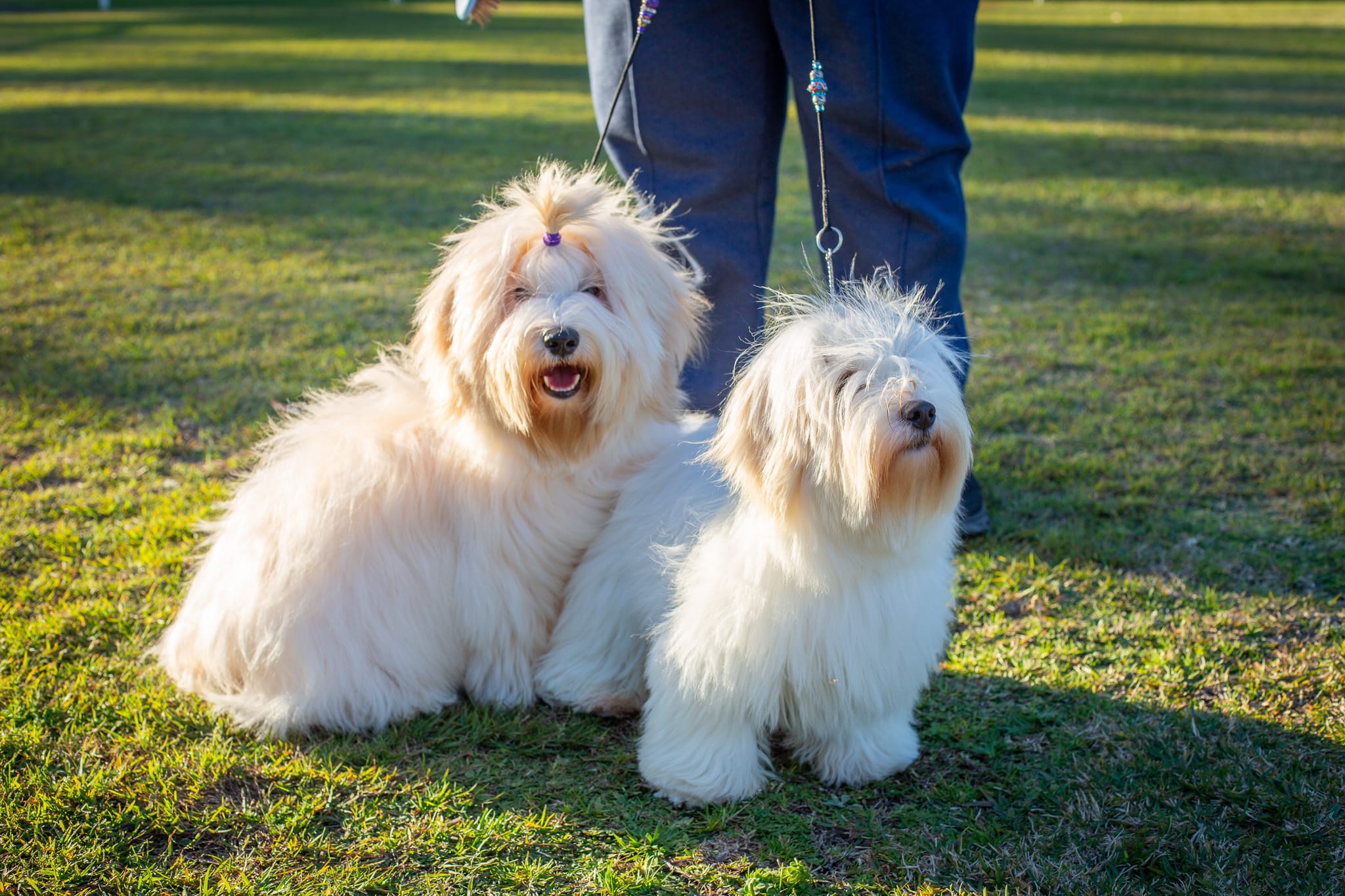 29074_Dogs of CNCC (1)