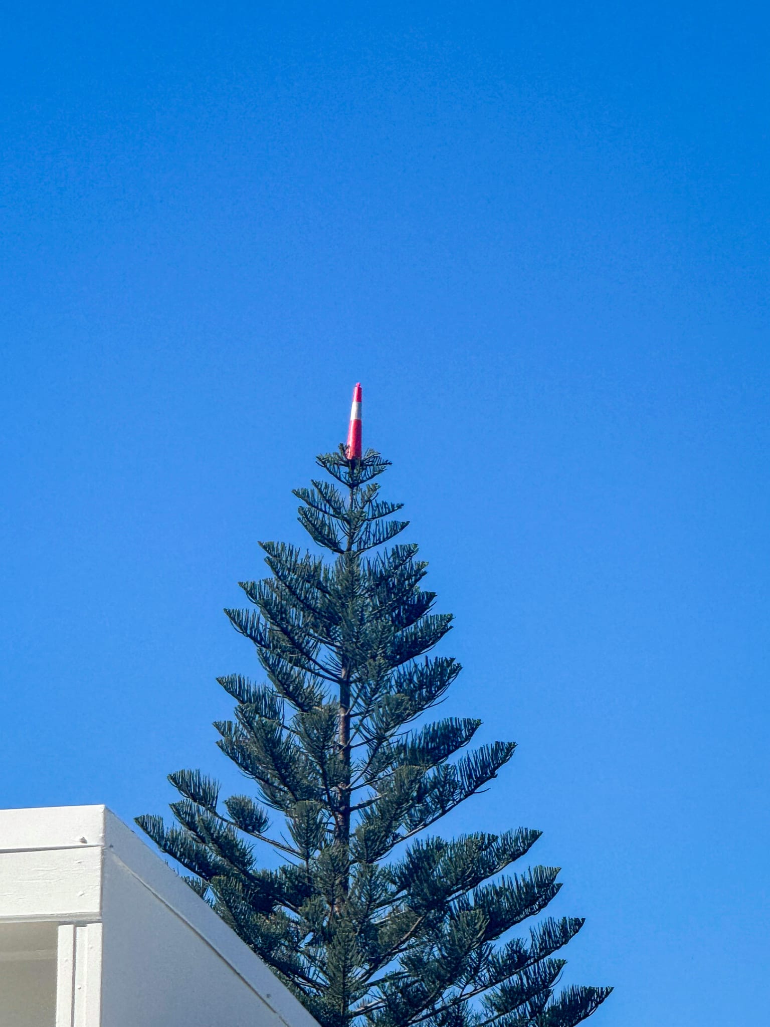 29128_A traffic cone atop a large pine in eastern Lake Macquarie