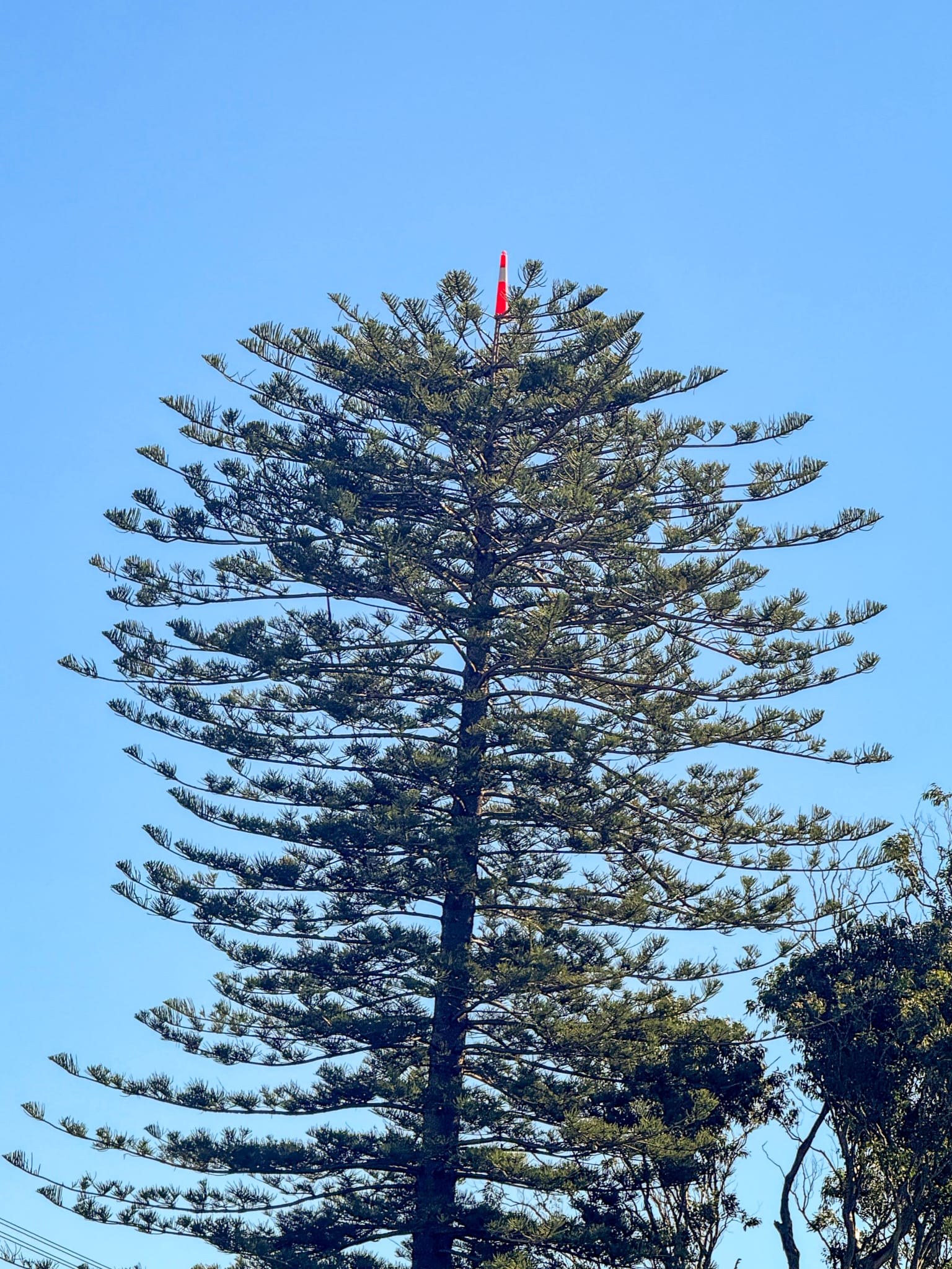 29128_One of the recently targeted trees in eastern Lake Macquarie