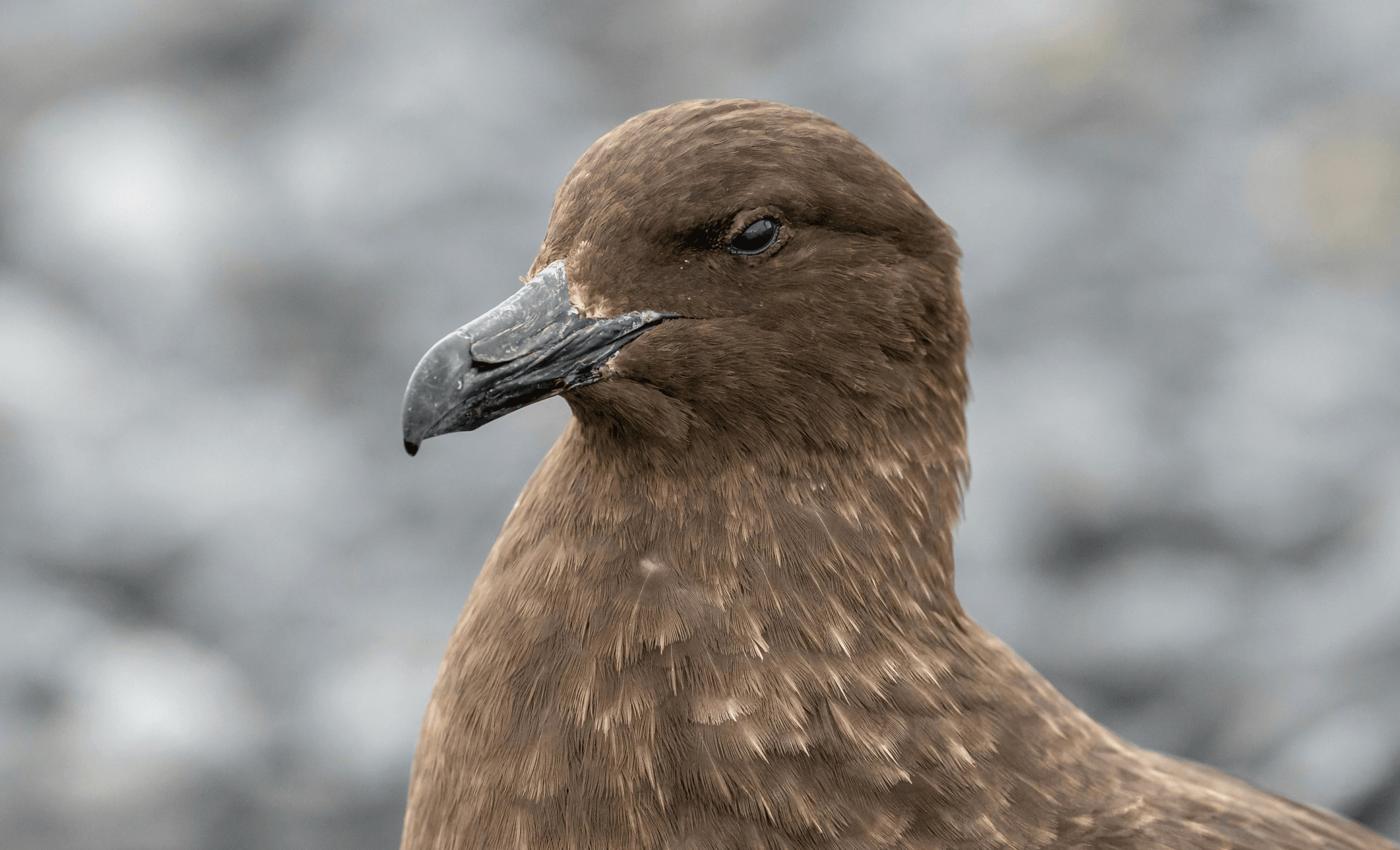 bird-flu
