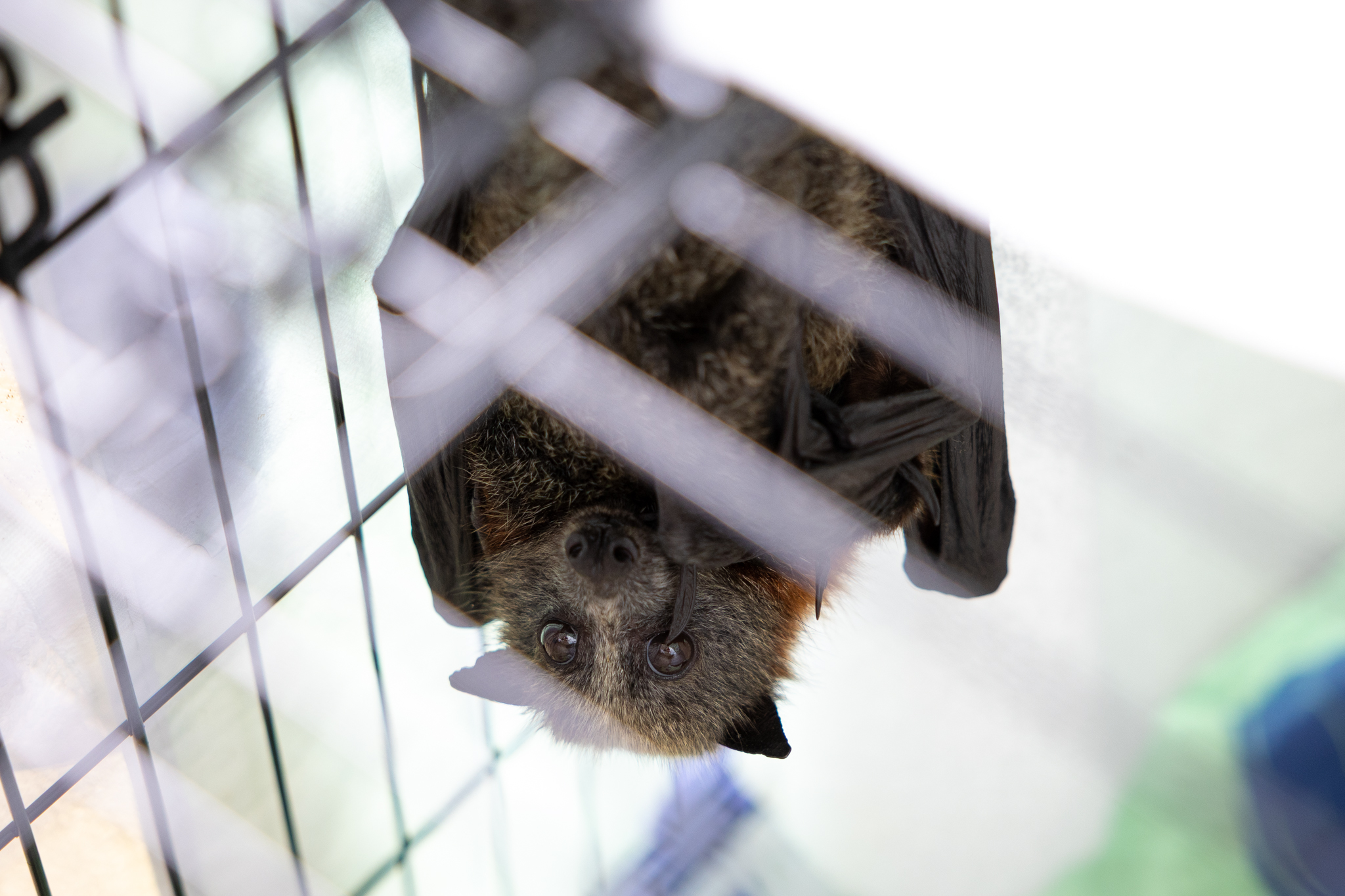 33050_A female flying fox and her newborn pup brought into care after being discovered emaciated in Lake Macquarie