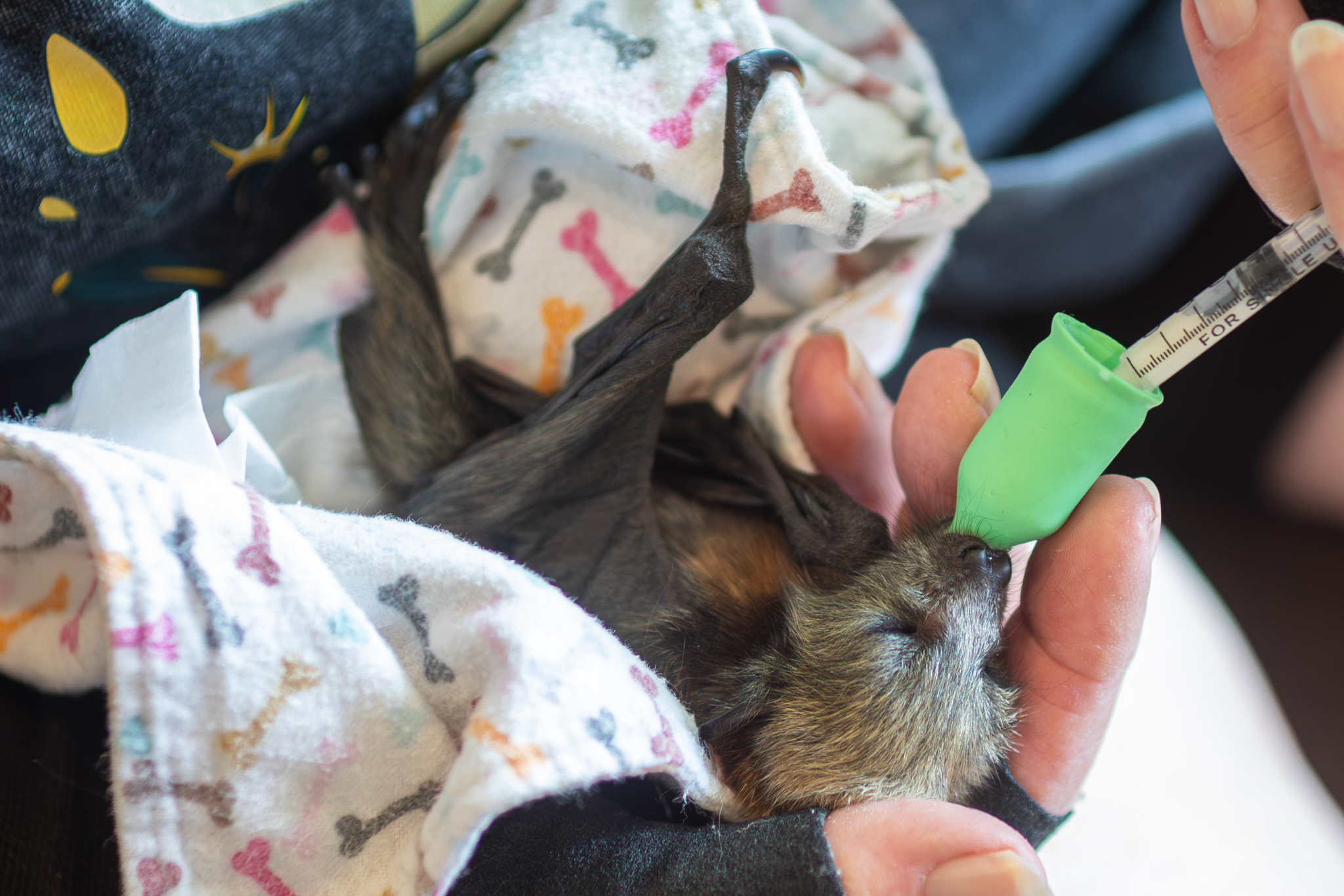 33050_A female flying fox just a few days old requires feeding every four hours
