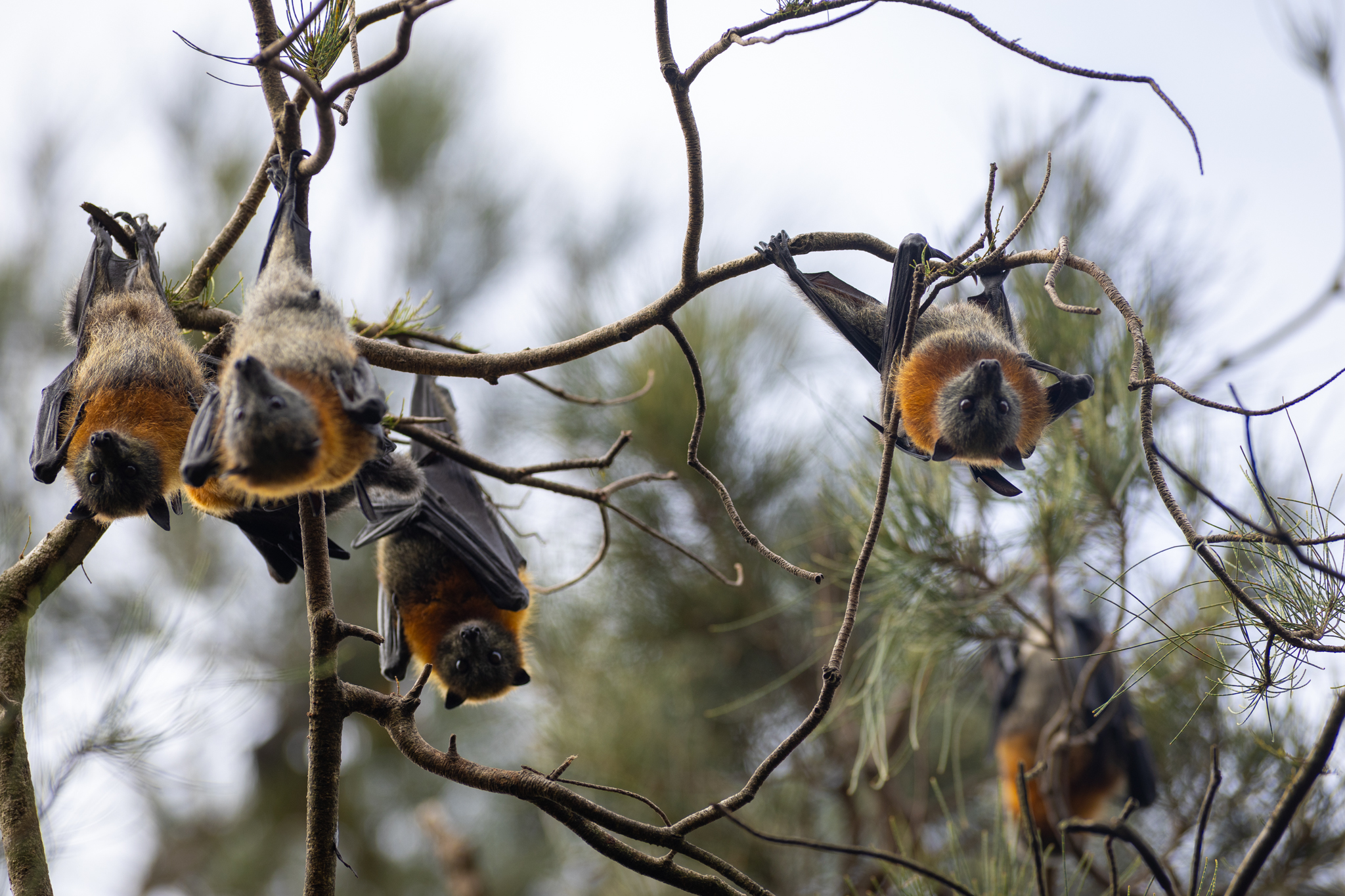 33050_Flying foxes roosting at Blackalls Park-5