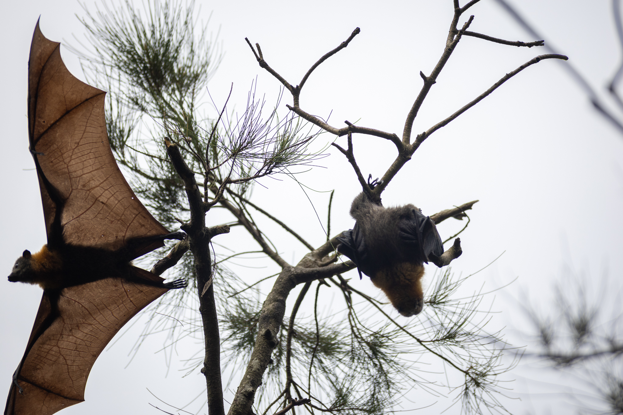 33050_Flying foxes roosting at Blackalls Park-6