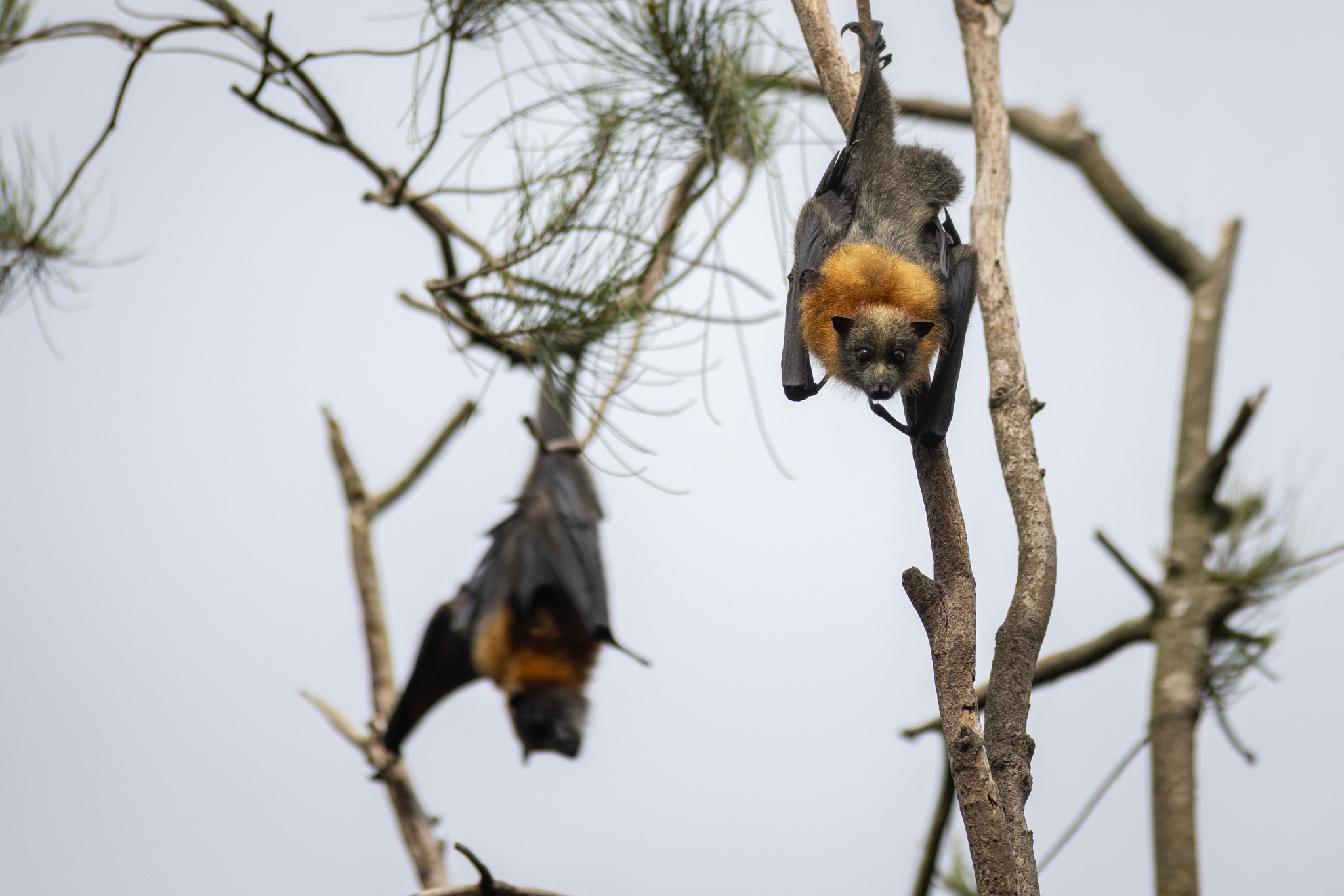 33050_Flying foxes roosting at Blackalls Park-7